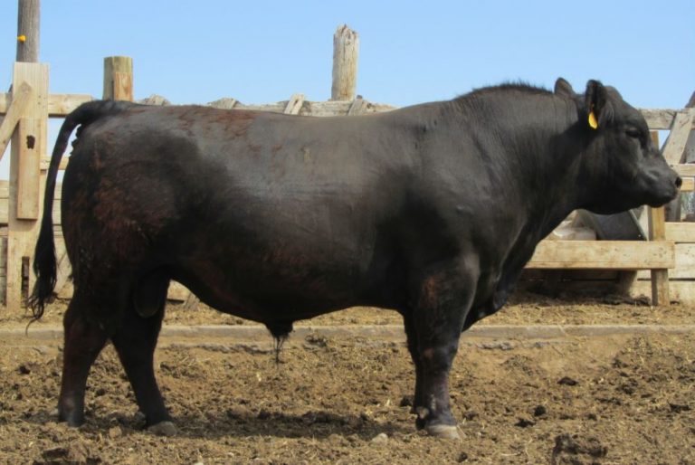 Angus Sığırı Damızlık İthalat